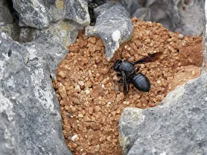 Megachile Prints: Black mud bee / Wall bee (Megachile parietina)
