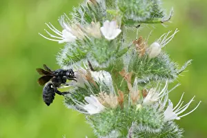 Boraginaceae Prints: Black mud bee / Wall bee (Megachile parietina) female