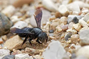 Megachile Prints: Black mud bee / Wall bee (Megachile parietina) female collecting sand and small stones for its nest from a beach