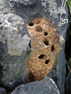 Megachile Prints: Black mud bee / Wall bee (Megachile parietina) nest with emergence holes