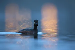 Black necked grebe (Podiceps nigricollis) adult in breeding plumage photographed