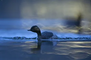 Ripple Prints: Black necked grebe (Podiceps nigricollis) adult foraging at night and catching mosquitoes