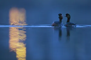 Ripple Prints: Black necked grebe (Podiceps nigricollis) pair at night, performing their courtship