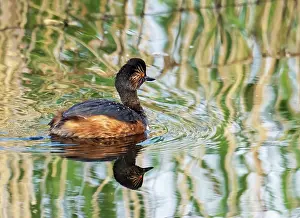 Ripple Prints: Black necked grebe (Podiceps nigricollis) swimming on lake at St Aidens Nature Reserve near Swillington