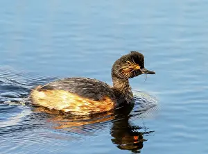 Yorkshire Prints: Black necked grebe (Podiceps nigricollis) swimming on lake at St Aidens Nature Reserve near Swillington