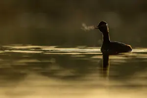 Morning Prints: Black-necked grebe (Podiceps nigricollis) on water in early morning light with breath visible