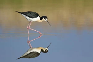 Images Dated 25th May 2016: Black-necked Stilt (Himantopus mexicanus), foraging in water, with reflection, Bear