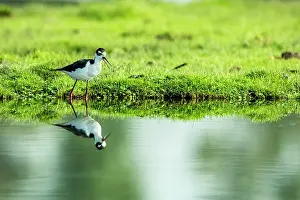 Recurvirostridae Prints: Black-necked stilt (Himantopus mexicanus) standing at edge of canal