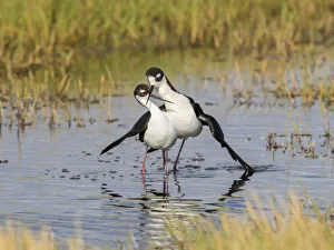 Black-necked stilts (Himantopus mexicanus) pair performing post-copulatory display