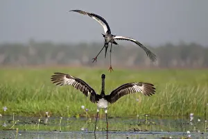 Ciconiidae Prints: Two Black-necked stork (Ephippiorhynchus asiaticus) juveniles