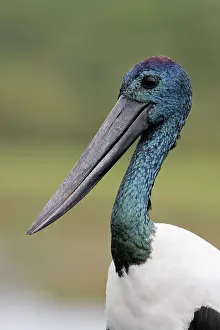 Ciconiidae Prints: Black-necked stork (Ephippiorhynchus asiaticus) male