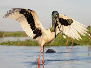 Ciconiidae Prints: Black-necked stork (Ephippiorhynchus asiaticus) male chasing after a fish in shallow water