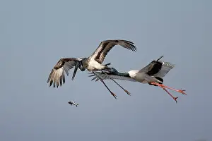 Ciconiidae Prints: Black-necked stork (Ephippiorhynchus asiaticus) male in flight harassing a juvenile bird to steal is catch