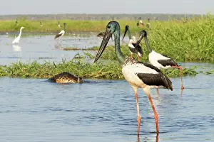 Ciconiidae Prints: Black-necked storks (Ephippiorhynchus asiaticus) wading in shallow water