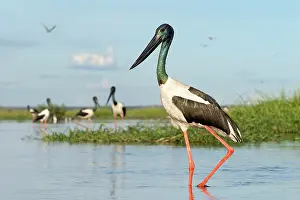 Ciconiidae Prints: Black-necked storks (Ephippiorhynchus asiaticus) wading in shallow water
