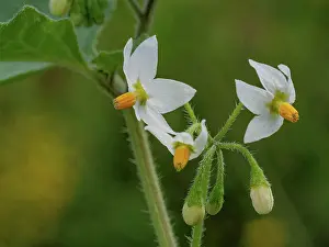Lazio Prints: Black nightsahde (Solanum nigrum) in flower, Sant'Agostino, Lazio, Italy. October
