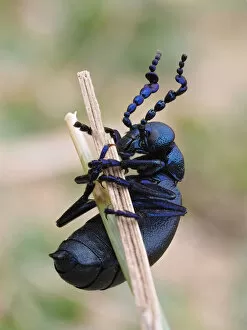 Black oil beetle (Meloe proscarabaeus) male on grass stem in sand dunes, Gower, Wales, UK
