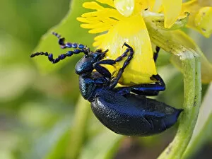 2020 March Highlights Gallery: Black oil beetle (Meloe proscarabaeus) feeding on flower of Lesser cellandine