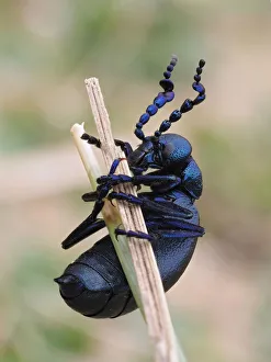 Tenebrionoidea Prints: Black oil beetle (Meloe proscarabaeus) male on grass stem in sand dunes, Gower, Wales, UK