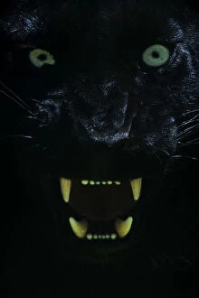 Animal Eye Gallery: Black panther / melanistic Leopard (Panthera pardus) baring teeth, captive