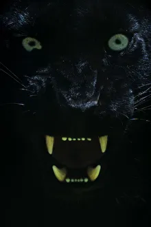 Black panther / melanistic Leopard (Panthera pardus) baring teeth, captive