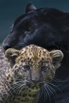 Black panther / melanistic Leopard (Panthera pardus) female with normal spotted cub