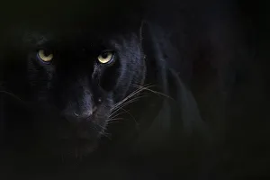 Black panther / melanistic Leopard (Panthera pardus) portrait, captive