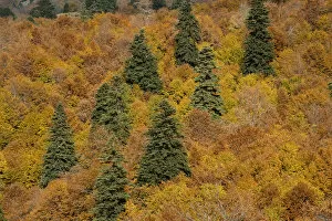 Images Dated 17th October 2008: Black Pine (Pinus nigra) and Beech (Fagus sylvatica) forest, Valia Calda, Pindos NP