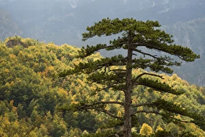 Images Dated 5th October 2008: Black pine (Pinus nigra) towering over forest near Djurdjevica Tara, Tara Canyon