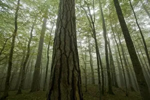 Images Dated 8th October 2008: Black pines (Pinus nigra) and Beech trees in mist, Crna Poda Natural Reserve, Tara Canyon