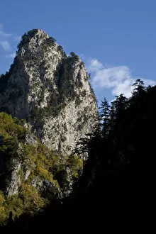 Images Dated 8th October 2008: Black pines (Pinus nigra) growing on top of Gradinski Kuk, Tara Canyon, Durmitor NP