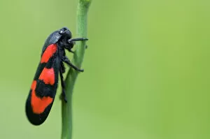 Images Dated 25th June 2009: Black and red froghopper (Cercopis vulnerata) on plant stem, Liechtenstein, June 2009