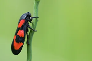 Images Dated 25th June 2009: Black and red froghopper (Cercopis vulnerata) on plant stem, Liechtenstein, June 2009