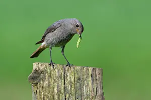 Spring Prints: Black redstart (Phoenicurus ochruros gibraltariensis) perched on wooden fence post with caterpillar prey in beak