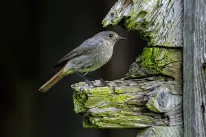 Spring Prints: Black redstart (Phoenicurus ochruros gibraltariensis) perched on weathered wooden beam of barn in spring