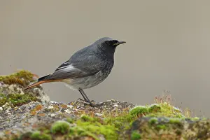 Chat Thrush Prints: Black redstart (Phoenicurus ochruros) male, portrait, Ciudad Real, Spain. December