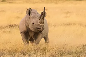 Black Rhino Collection: Black rhino (Diceros bicornis) in dry grasses, Etosha National Park, Namibia