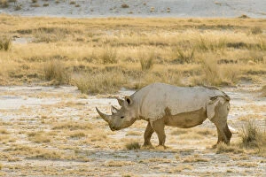 Black rhino (Diceros bicornis) and dry grasses, Etosha National Park, Namibia