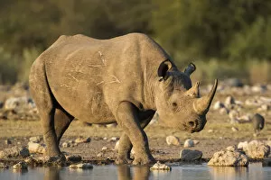 Black Rhino Gallery: Black rhino (Diceros bicornis), Etosha National Park, Namibia, May