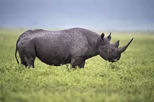 Black rhino (Diceros bicornis) female browsing on herbs. Ngorongoro Crater, Conservation Area