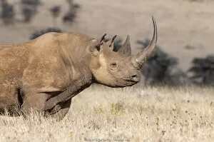 Black rhino (Diceros bicornis) with very long horn, Lewa Wildlife Conservancy, Laikipia