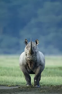 Black rhino (Diceros bicornis) looking threatening, Nakuru National Park, Kenya