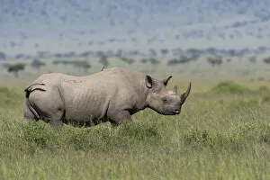 Black rhino (Diceros bicornis) male, Masai-Mara Game Reserve, Kenya