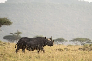 Black Rhino Gallery: Black rhino (Diceros bicornis), male on the plains, Masai-Mara Game Reserve, Kenya