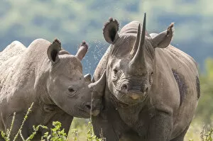 2020 September Highlights Gallery: Black rhino (Diceros bicornis) mother and calf, Solio Game Reserve, Laikipia, Kenya