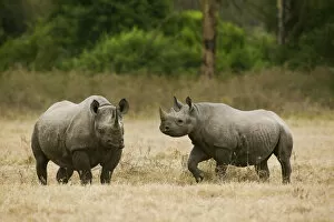 Black Rhino Collection: Black rhino (Diceros bicornis) mother and juvenile, Nakuru National Park, Kenya