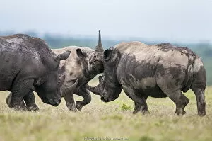Black rhino (Diceros bicornis) and White rhino (Ceratotherium simum)
