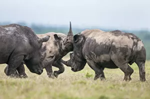 Images Dated 23rd July 2020: Black rhino (Diceros bicornis) and White rhino (Ceratotherium simum)