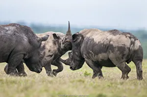 Play Fights Prints: Black rhino (Diceros bicornis) and White rhino (Ceratotherium simum)