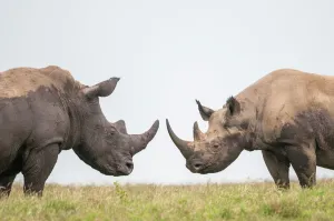 Black rhino (Diceros bicornis) and White Rhino (Ceratotherium simum) bulls facing off